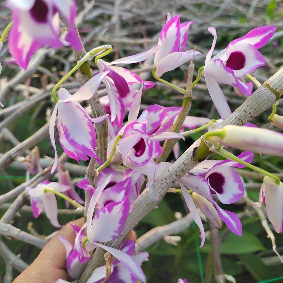 斛斛生威🍓🍡