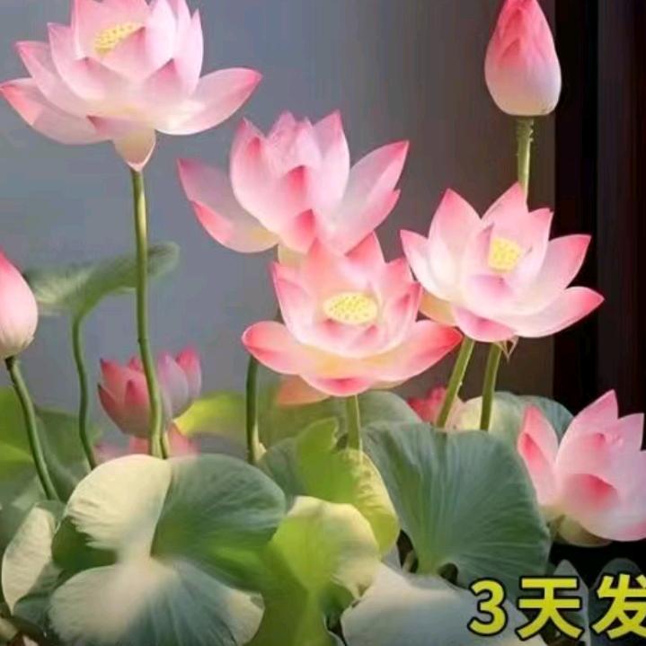 雪花飘飘