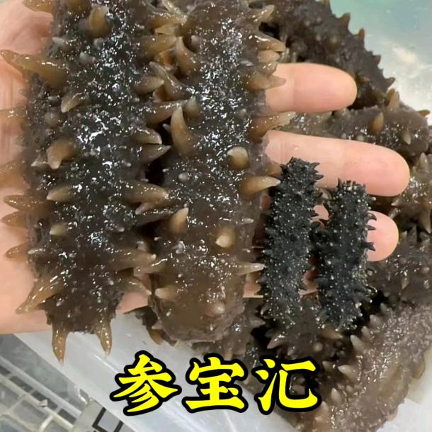 【参宝汇海参】阿新
