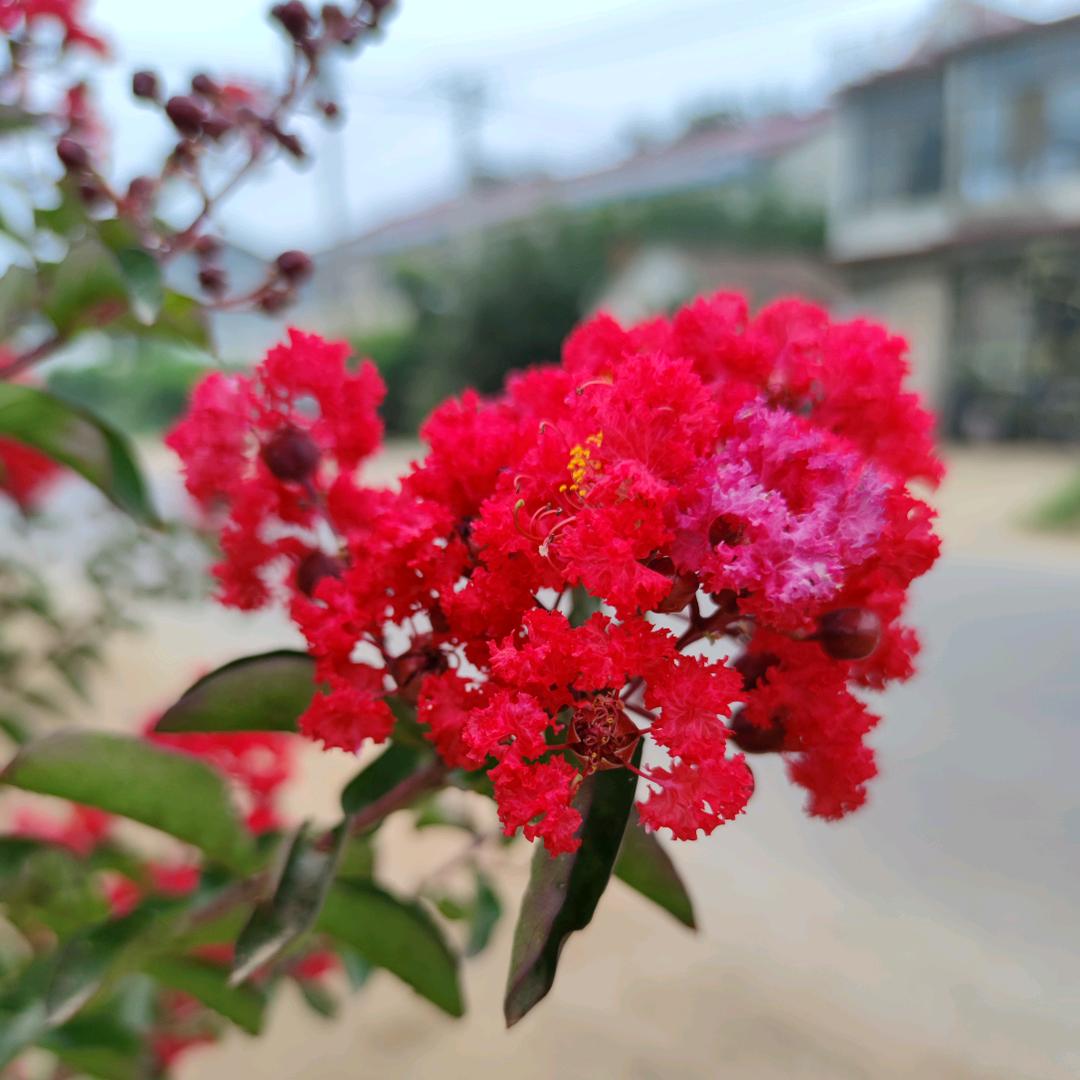 伊枝沭阳鸿蕾园林绿化有限公司园艺专卖店鸿