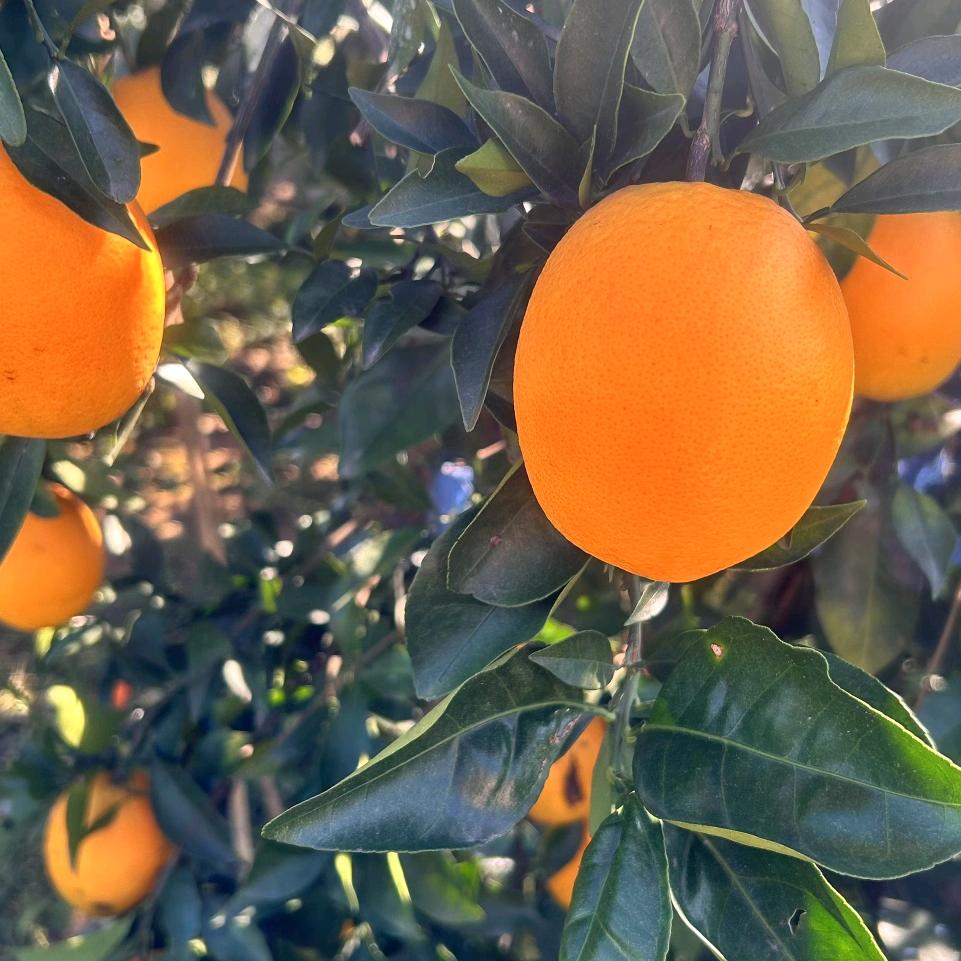 赣南脐橙🌹