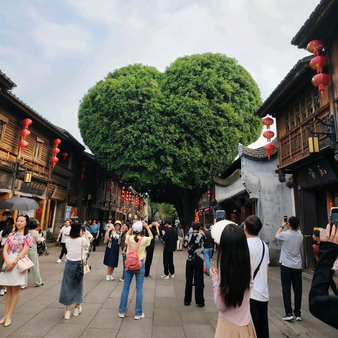 诶哟，抓个小猫揪一揪