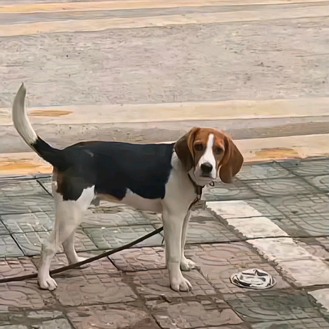 闪耀老博爱变装