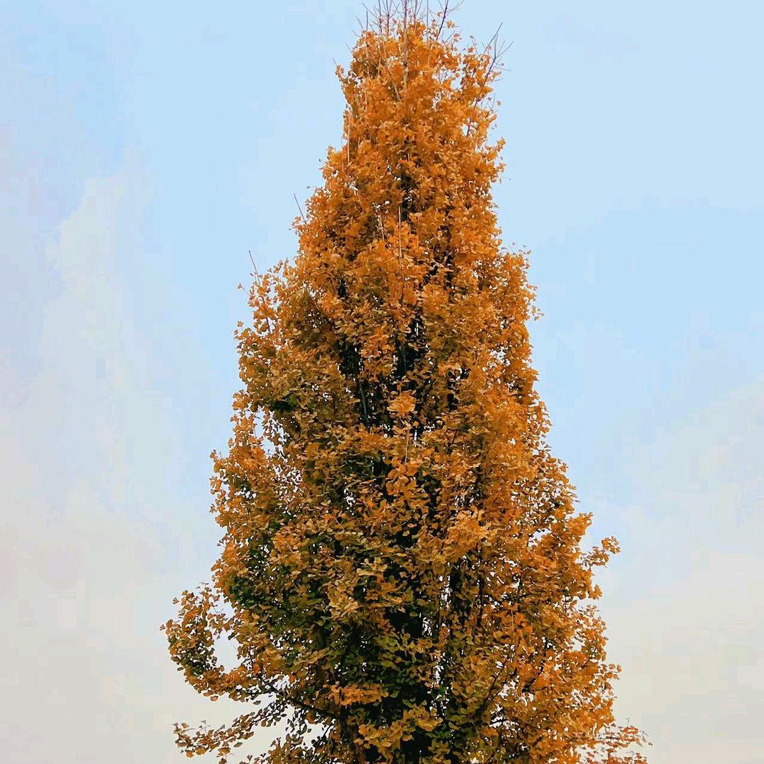 🍓一路向南☠️