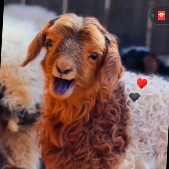 ལུགས་རྫི་བུ་ཆུང་