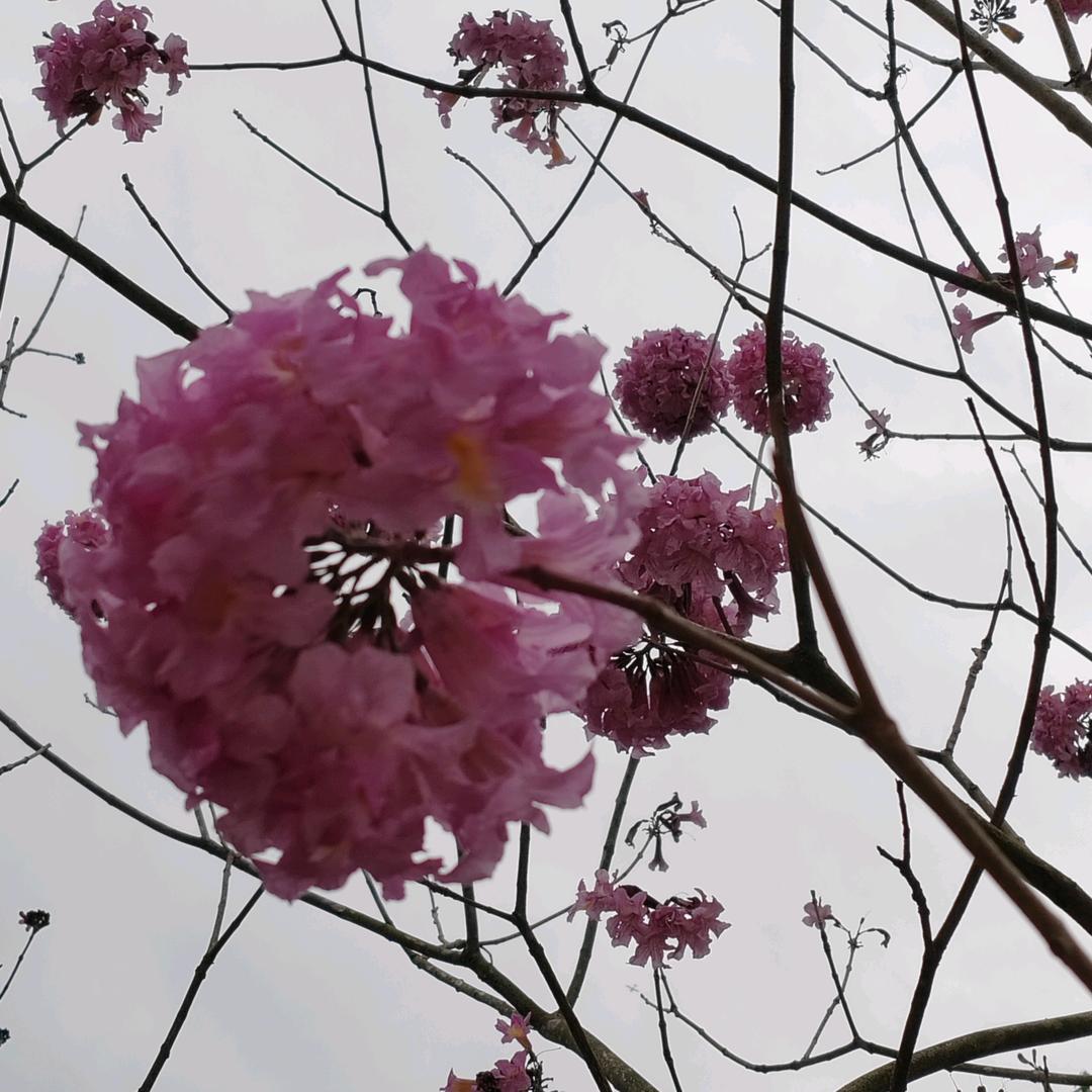 胖嘟嘟（小🐠儿）