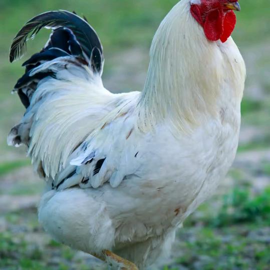 🐓⭐️✈️🌅