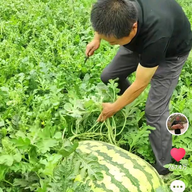 北京瓜王