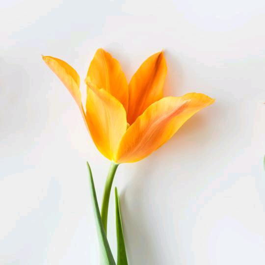 在沙漠独行的仙人掌