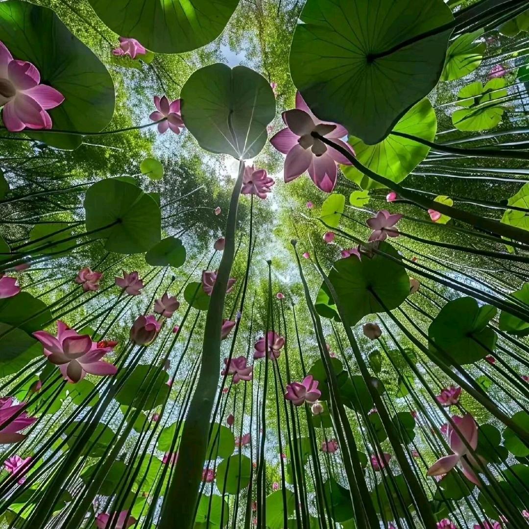 侯一一(果果妈)