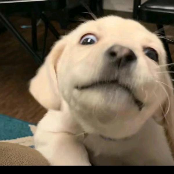 乔治（攒钱版）