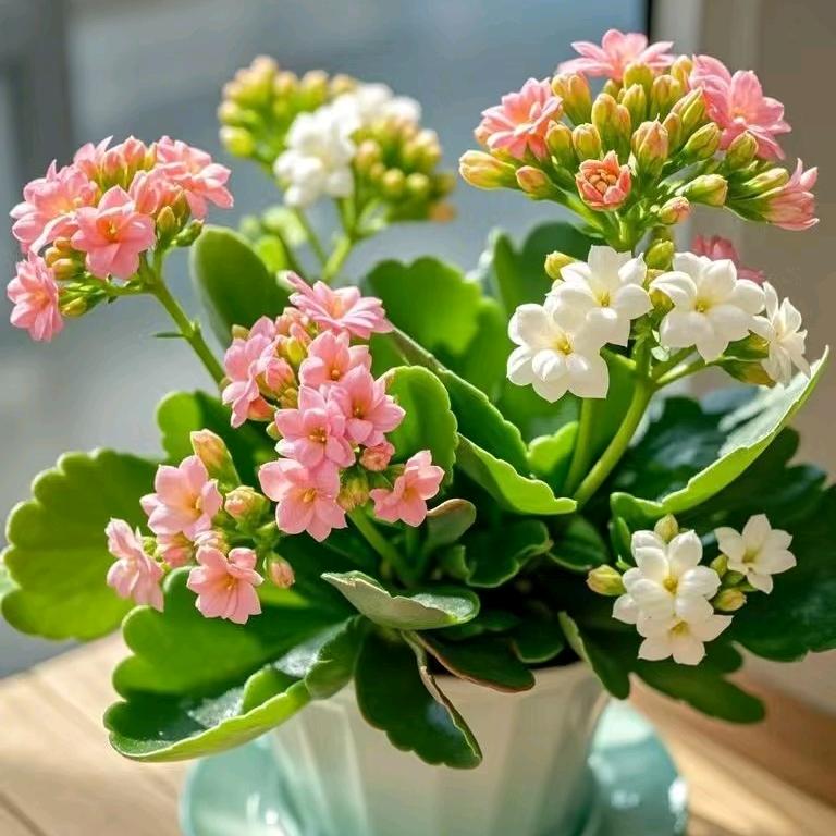 新疆大绿植基地