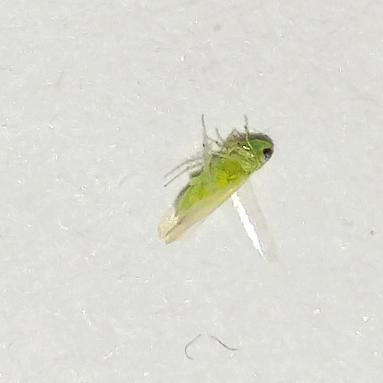 林林爸
