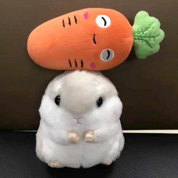 🌈胡萝卜to