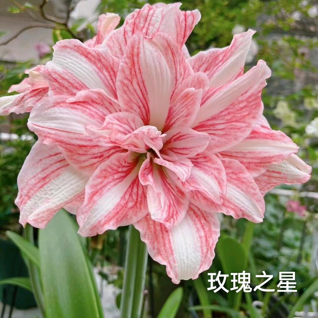 熊熊小花圃