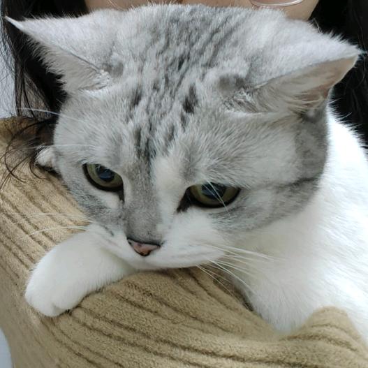 画娜