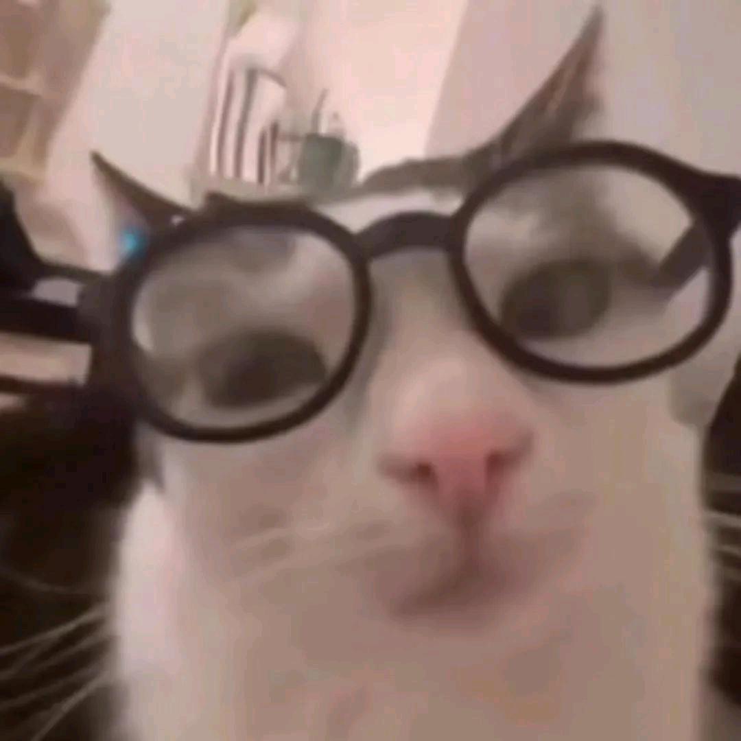 南瓜的猫