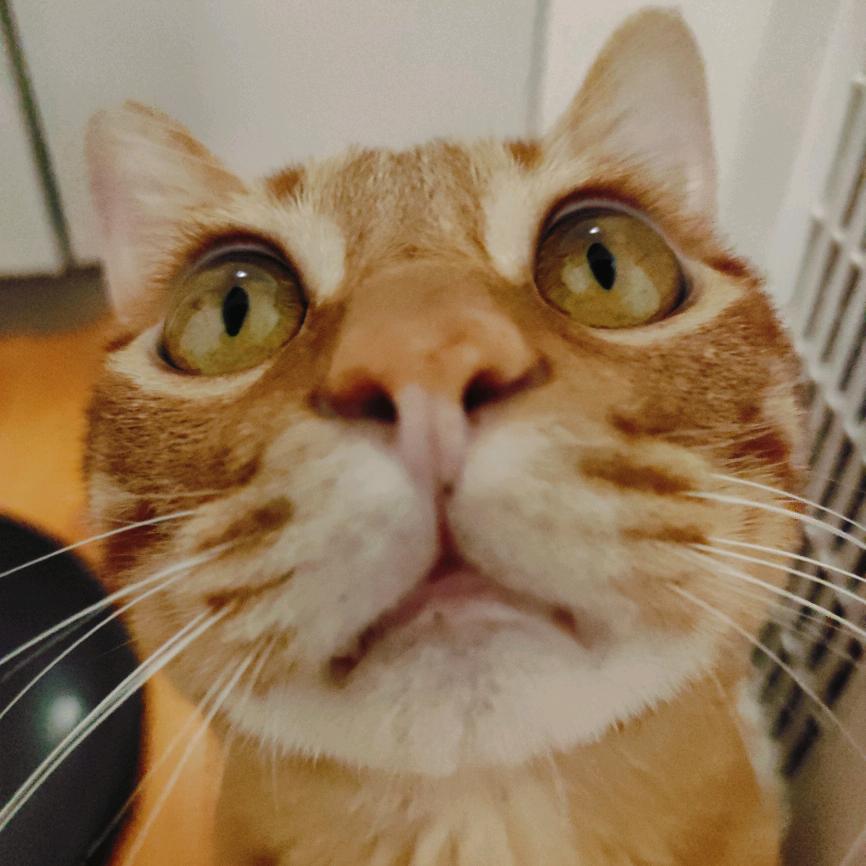 全世界最完美的女孩