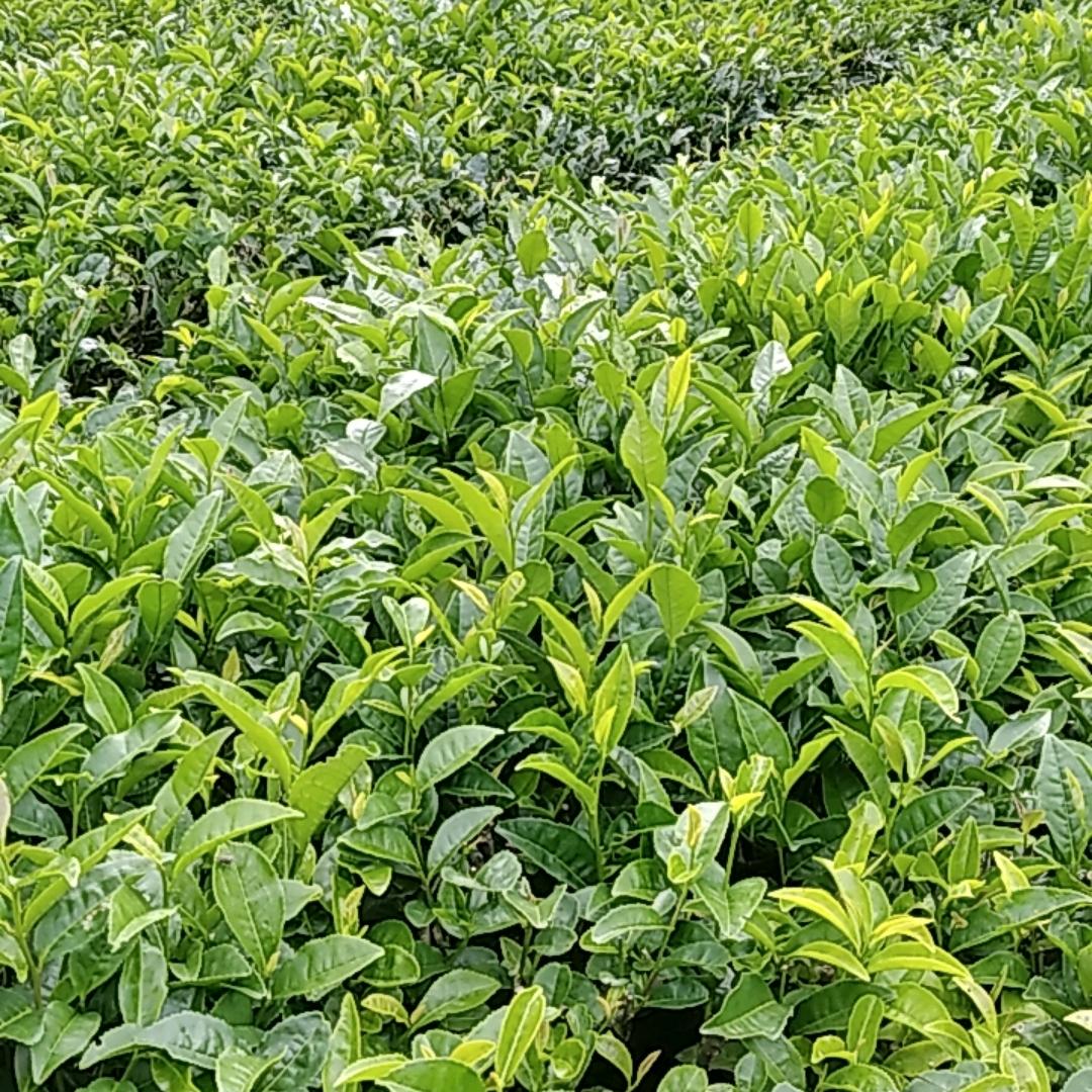陈子英