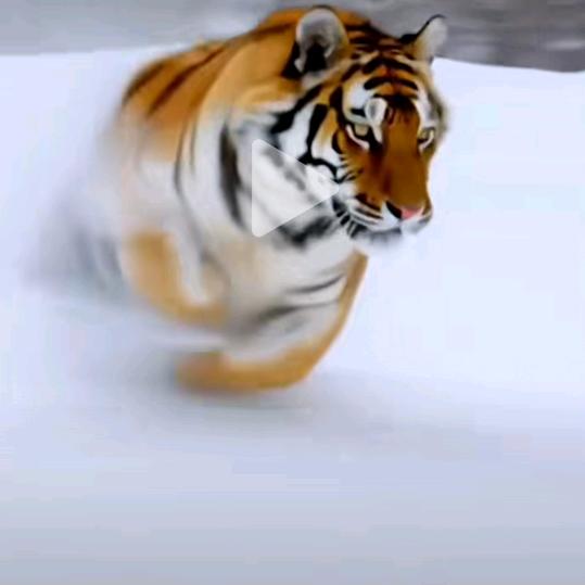 爱追梦
