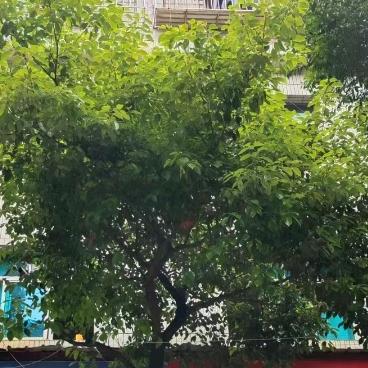 一盏清茶述平生