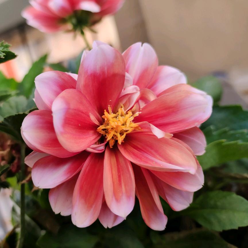 甜蜜饯