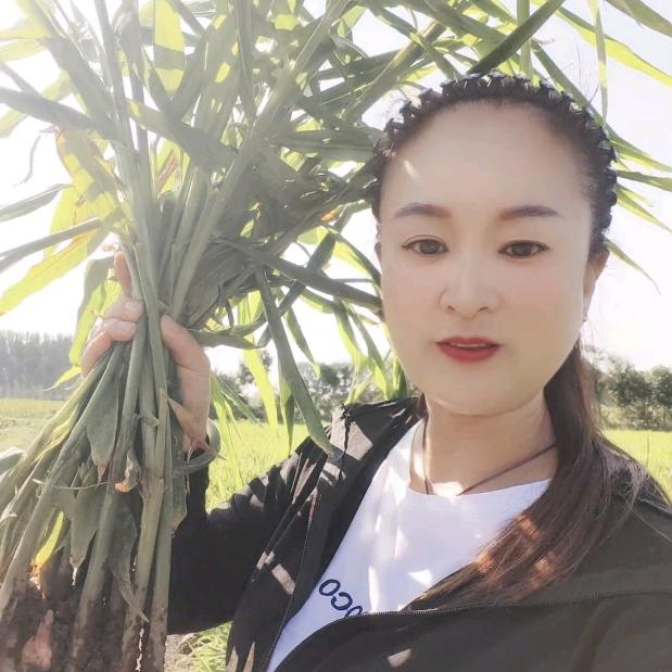 山东姜王植保—小月