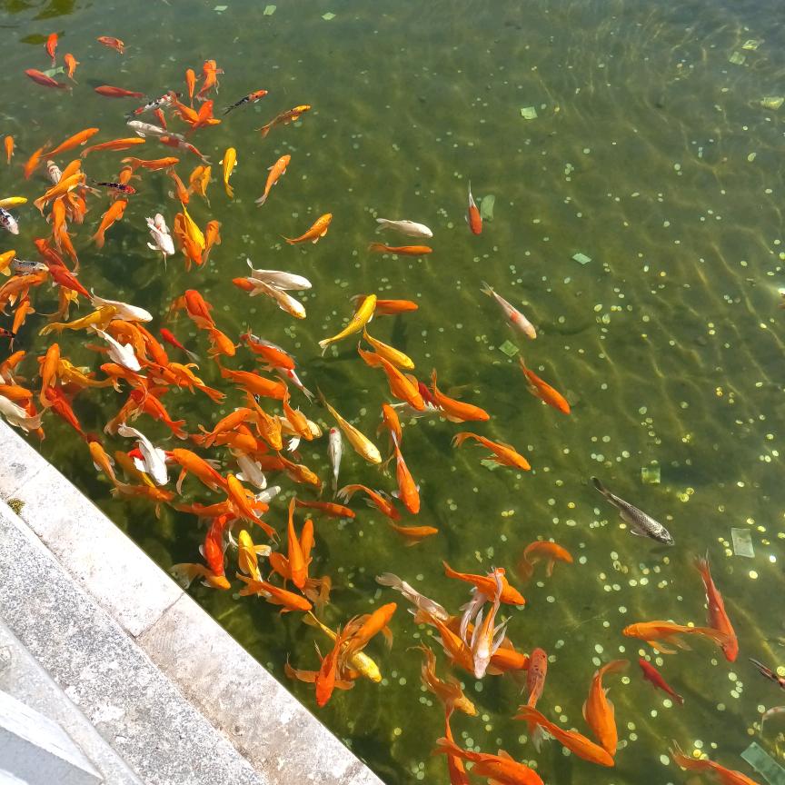 菜就多练，输不起就别玩。