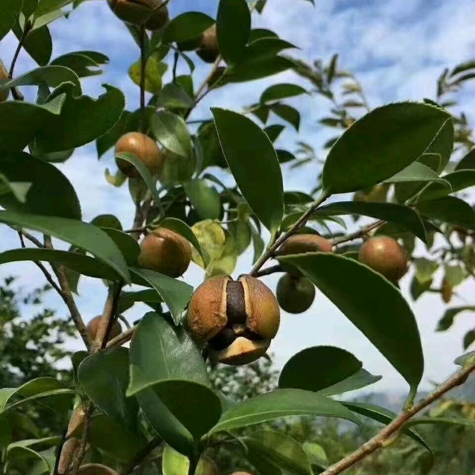 大别山红色老区山茶油
