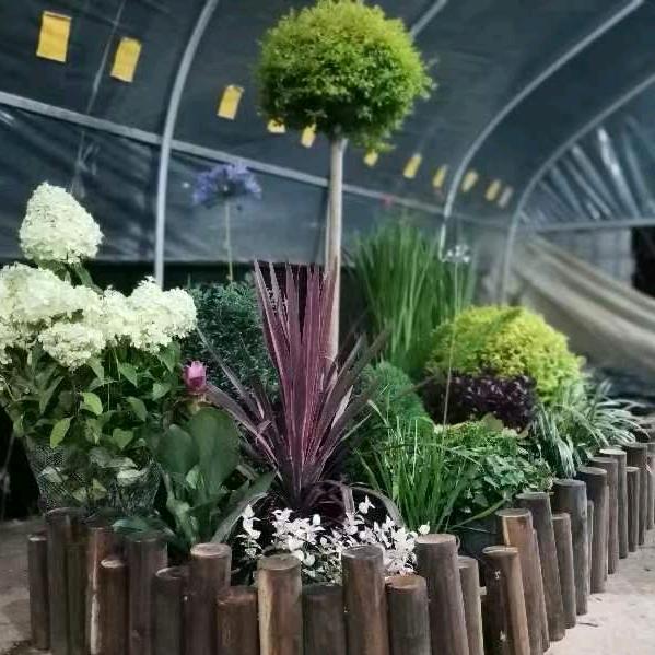 五棵松盆景绿植