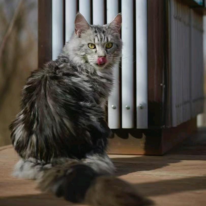 卖猫的糖糖（专业繁育借配）