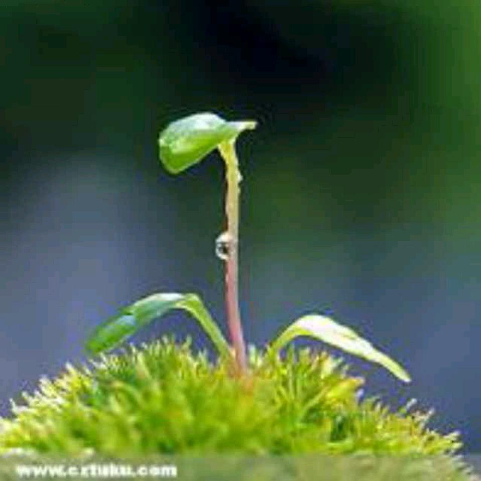 用户忘忧草