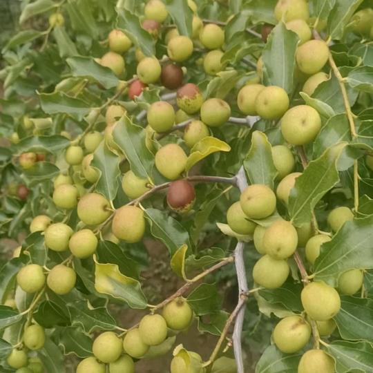 酸枣种植【孙鹏飞】