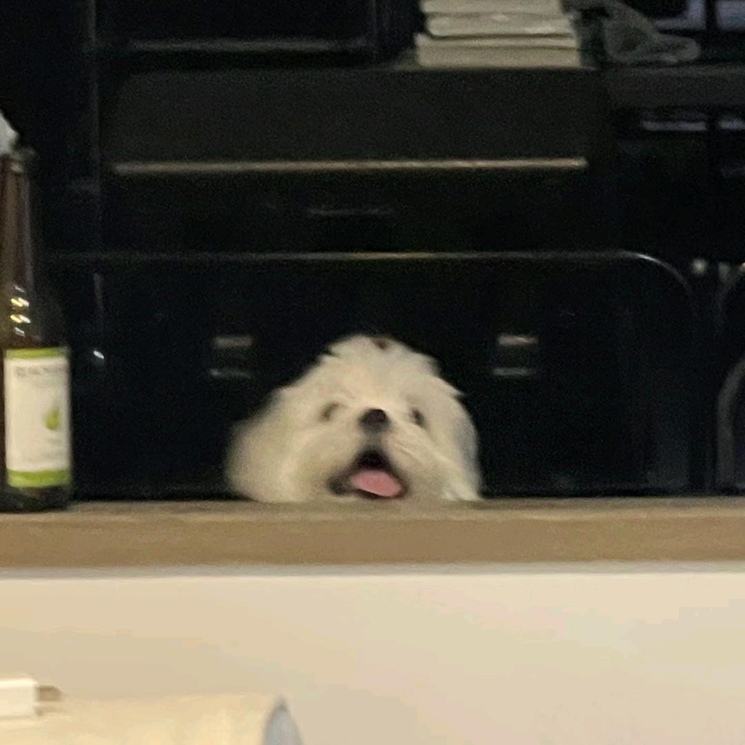 孤屿