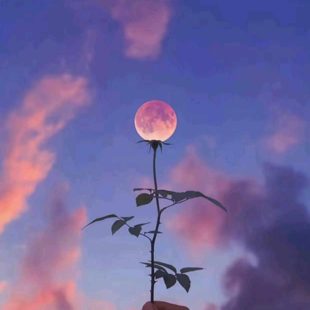 渣渣哥@