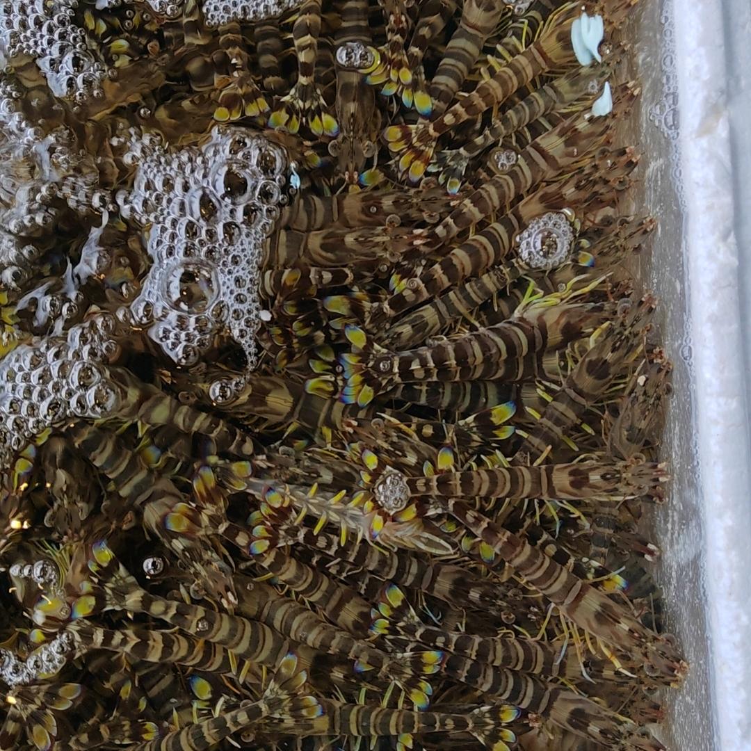 大强海鲜批发。