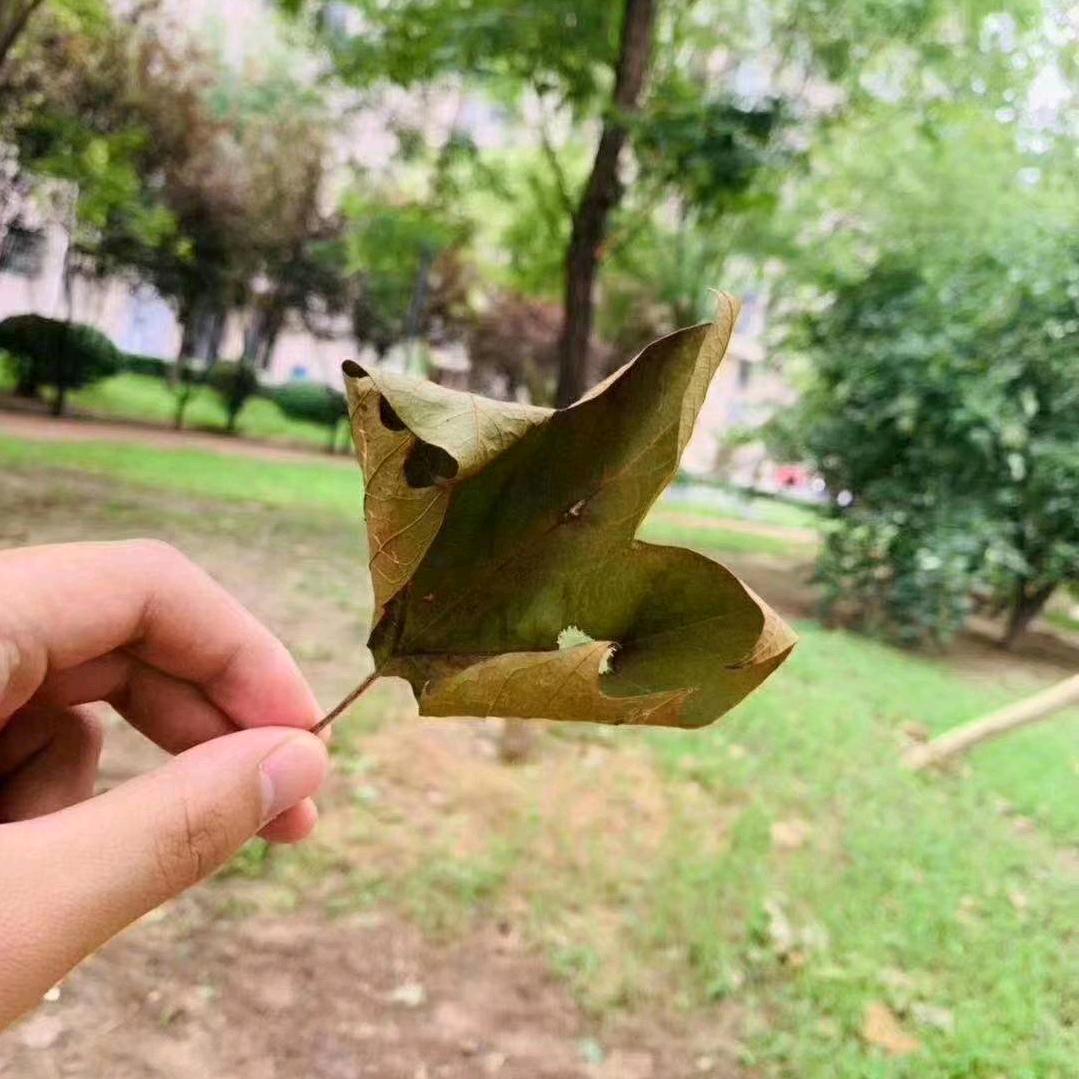 青树