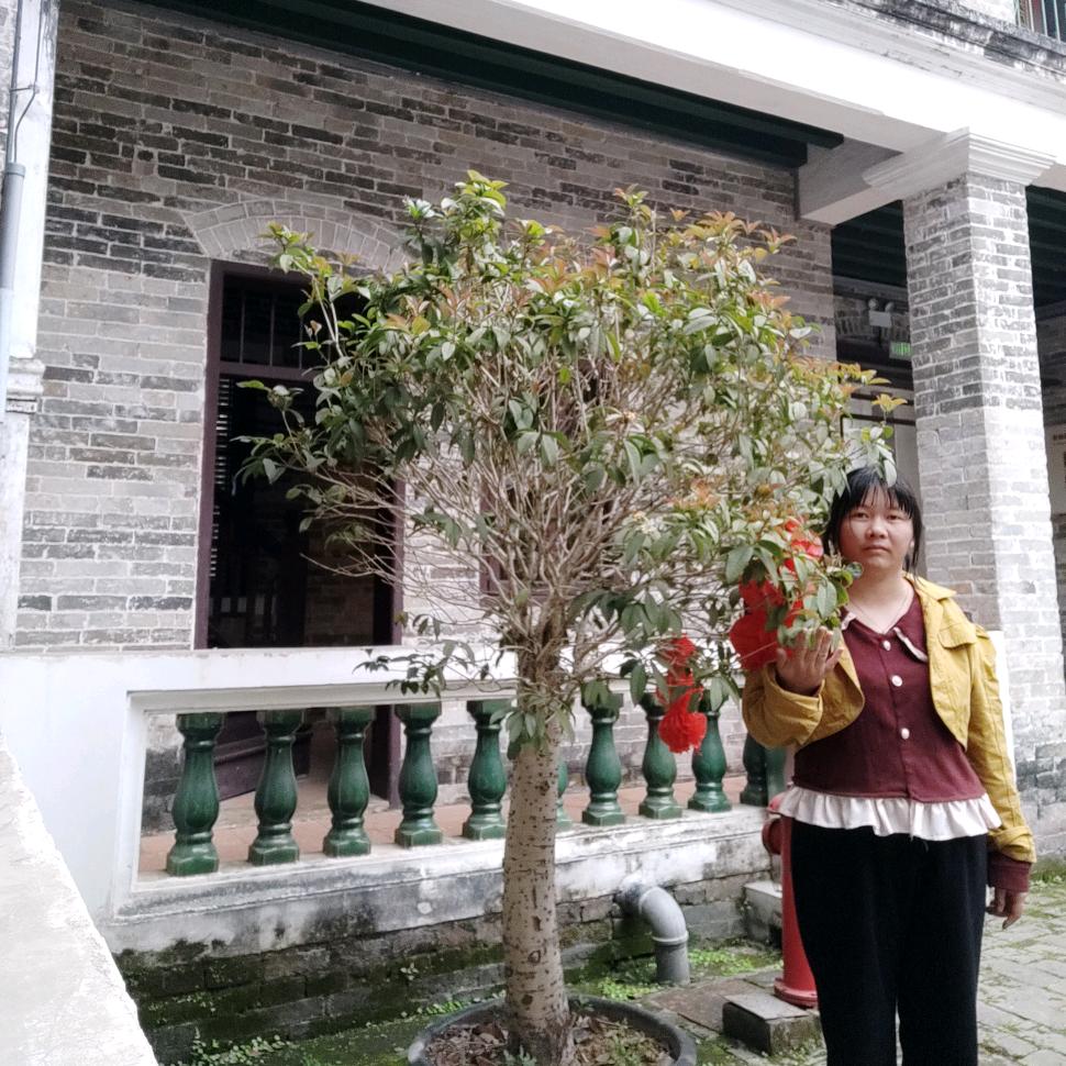 听风的*歌