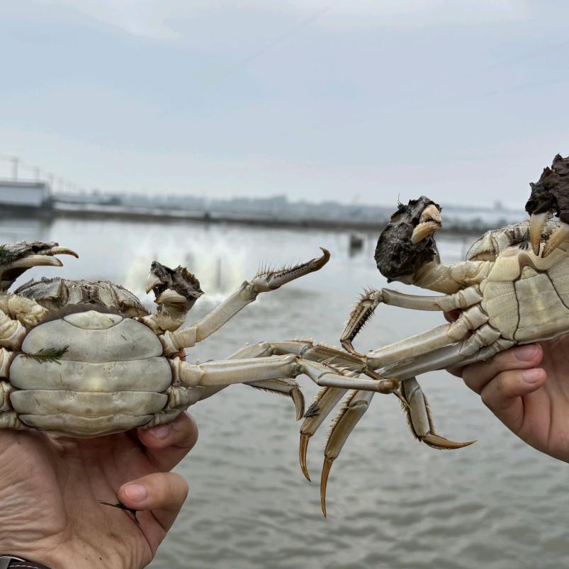 花开月圆蟹正肥