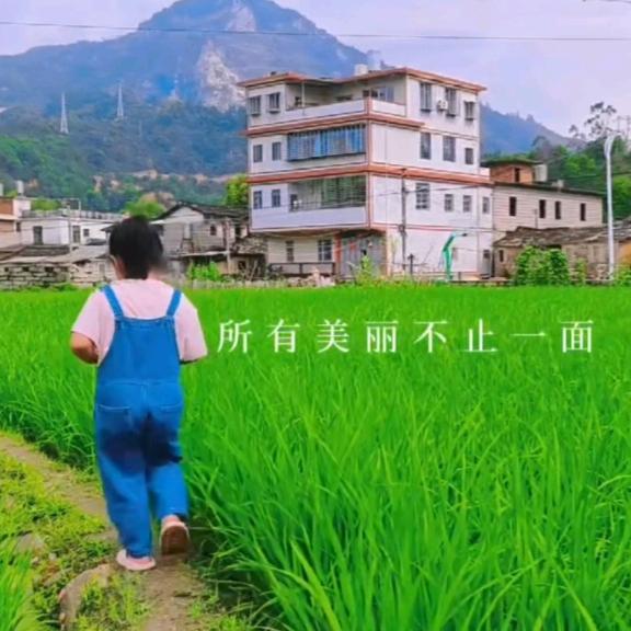 杜鹃花盆景乡下基地