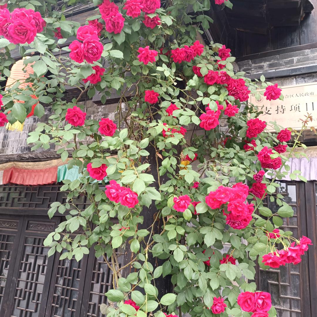单亲爸爸