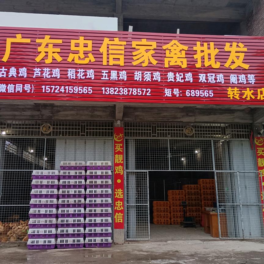 忠信.转水忠信家禽批发