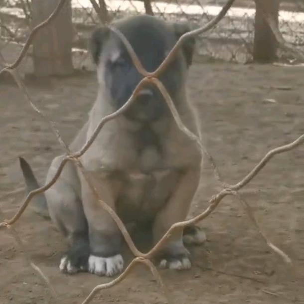 菏泽坎高高加索犬养殖基地