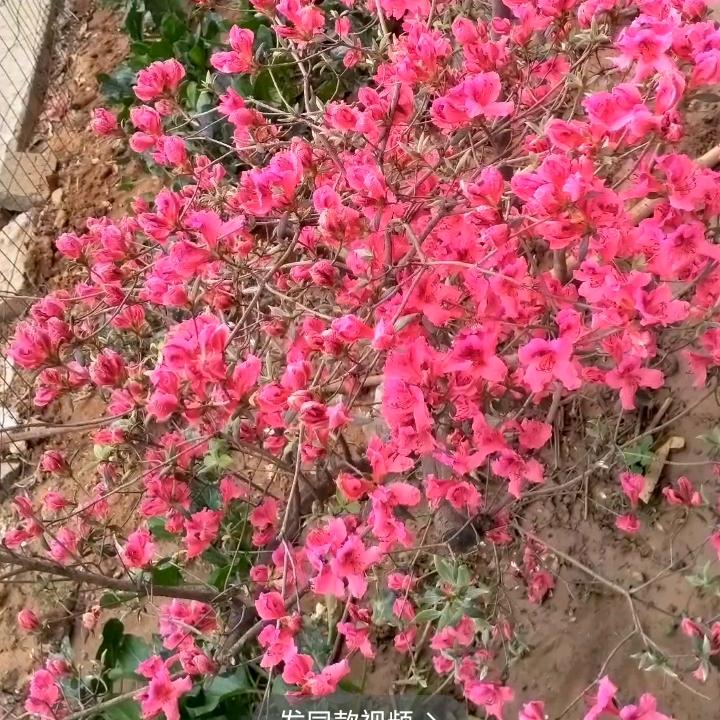 似水娇阳