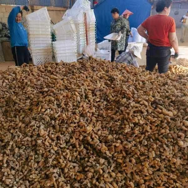 搞中药材