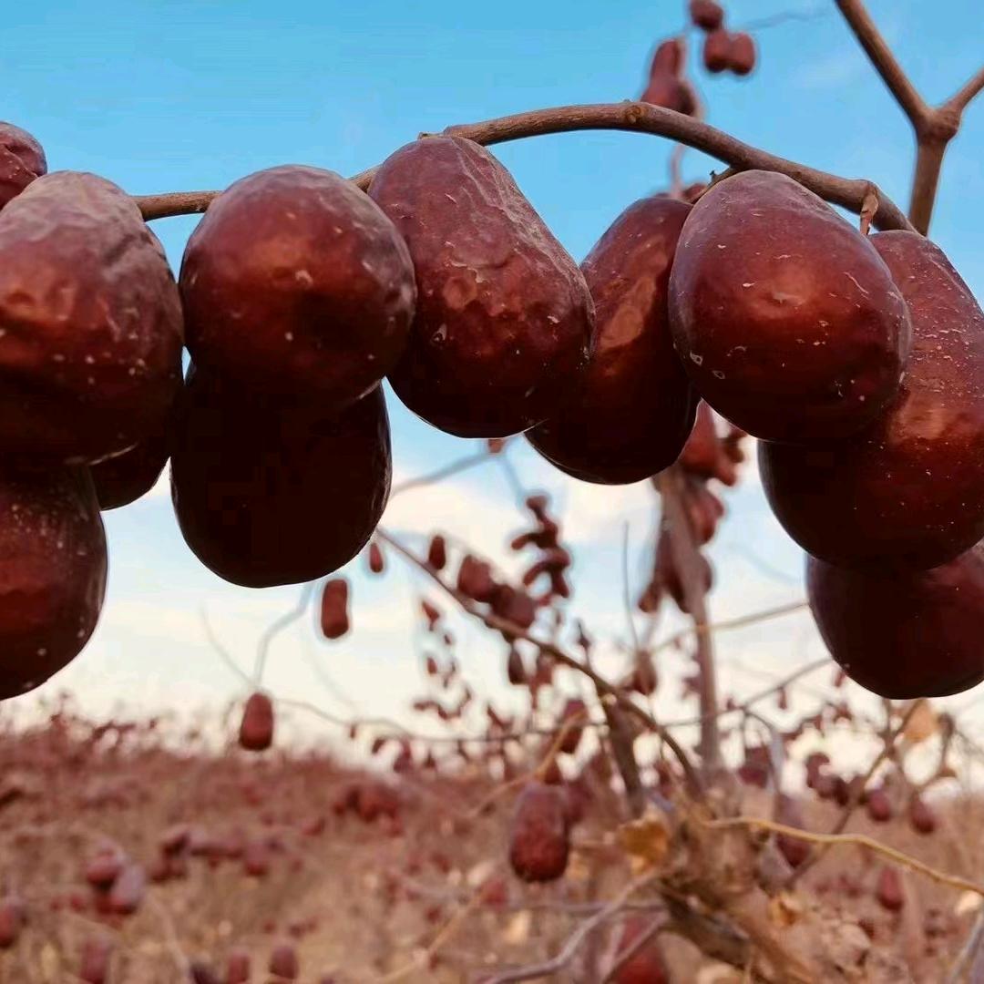 和田福瑞玉枣干果铺