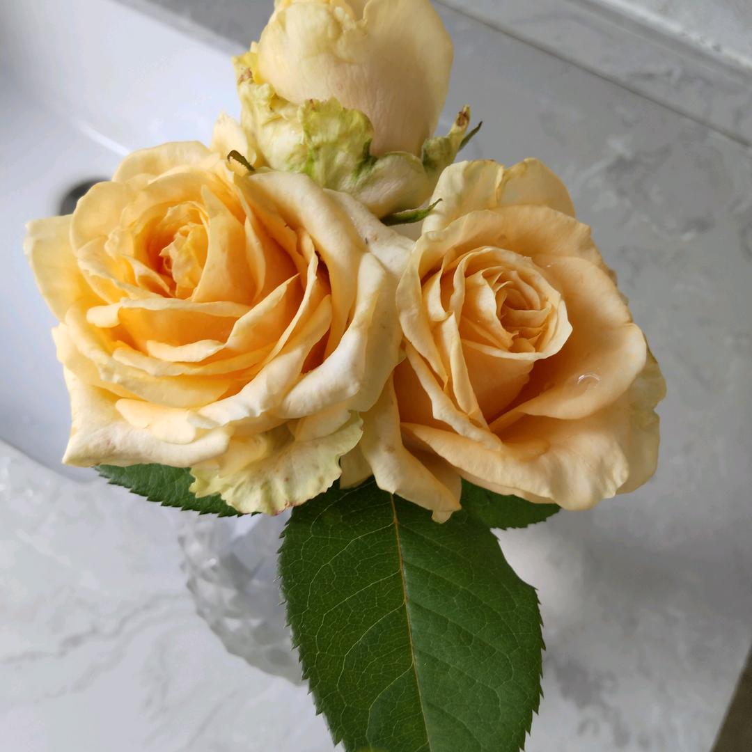 莉