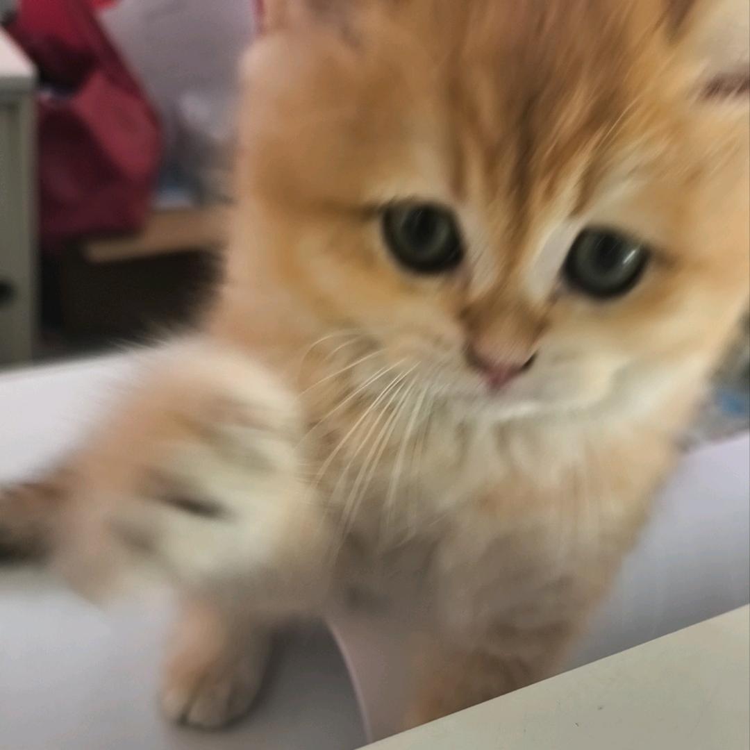 秋风落叶