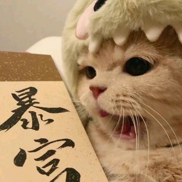 宅喵·猫咪民宿