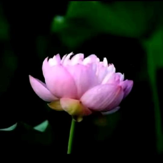 德与善。🙏🙏🙏